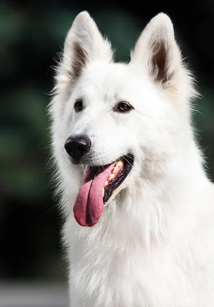 Portrét Bílého Švýcarského Ovčáckého Psa — Stock fotografie