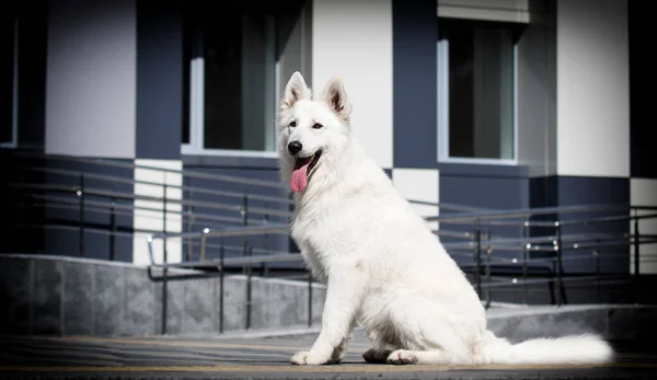 Cão Senta Olha Para Fundo Edifício Raça Pastor Suíço Branco — Fotografia de Stock