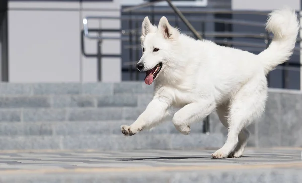 Perro Corre Rápido Ciudad — Foto de Stock