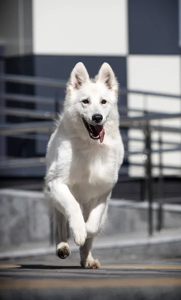 Chien Courir Rapidement Caméra — Photo