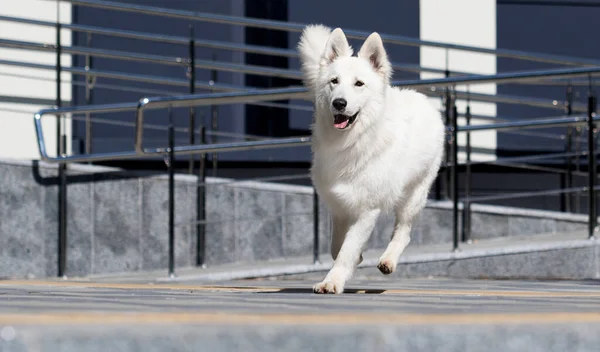 Perro Corre Rápidamente Por Las Escaleras — Foto de Stock