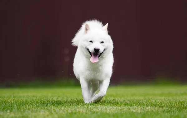 緑の草の上を走る北海道犬 — ストック写真