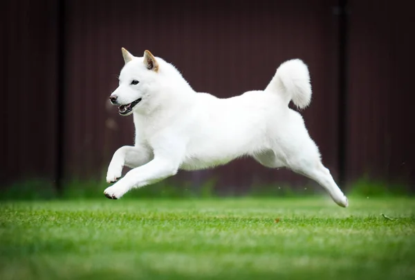 緑の草の上を走る北海道犬 — ストック写真