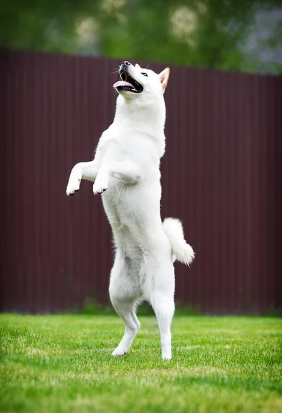 Hokkaido Chien Sautant Vers Haut Herbe Verte — Photo