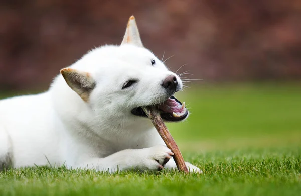 北海道犬がエサやりアントラーを噛む — ストック写真