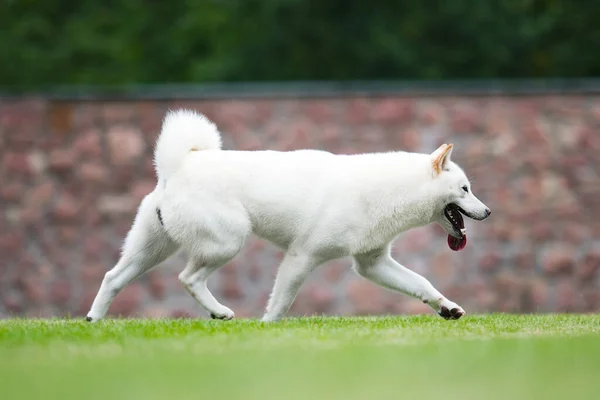 芝生の上を速く走る北海道の品種犬 — ストック写真