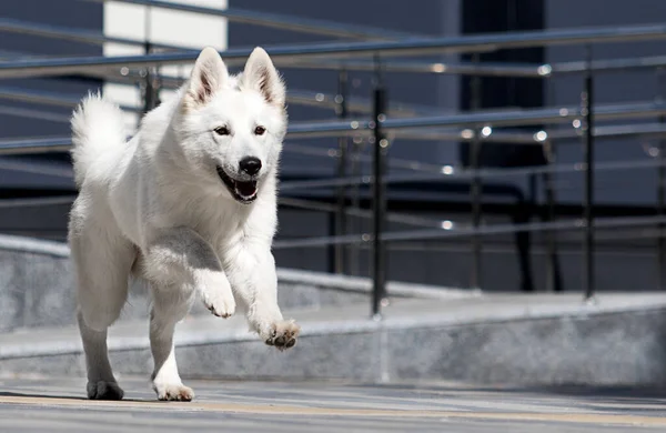 Dog Running Street Walk White Swiss Shepherd — Stock Photo, Image