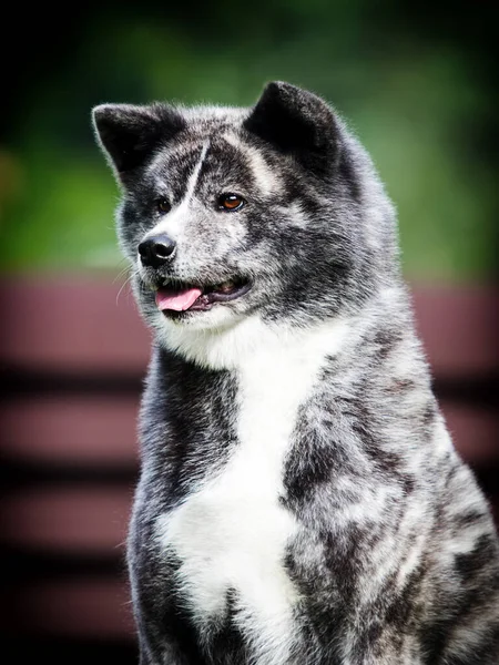 Japanese Akita Inu Dog Looking Sideways — Stock Photo, Image