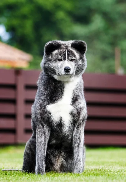 灰色の秋田犬が草の上に座り — ストック写真