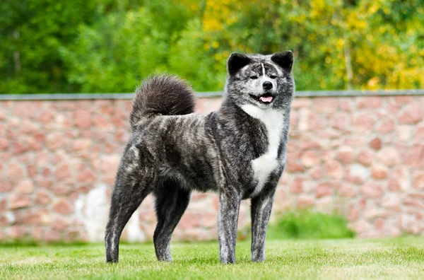 Grauer Akita Inu Hund Steht Davor Auf Dem Gras — Stockfoto