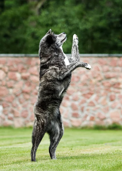 秋田犬は二本足で立つ — ストック写真