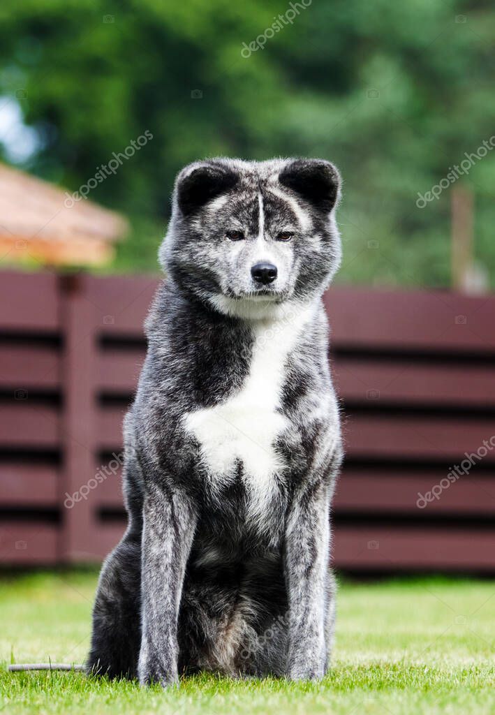 Gris Akita Dog Grey American Akita Grey And White American Akita