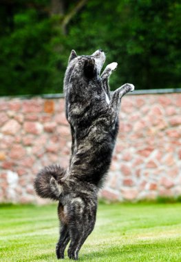 Akita inu köpeği patisini uzatır ve sorar