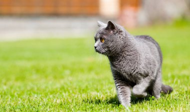 Kedi yeşil çimlerin üzerinde yürür