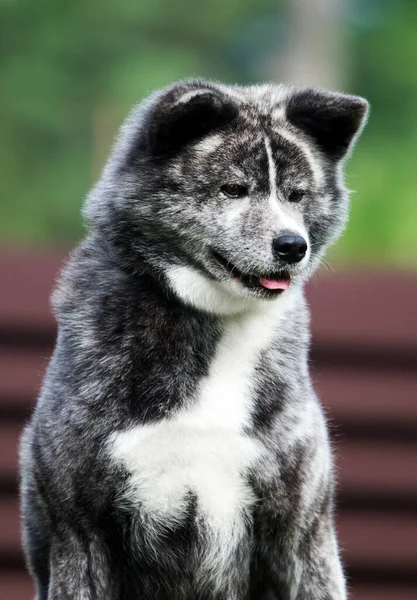 日本的Akita Inu狗坐在院子里 — 图库照片