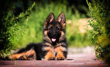 Alman çoban köpeği çimlerin üzerinde yatıyordu.