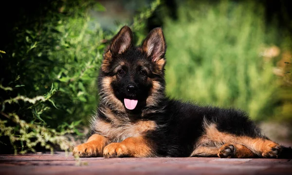 Pequeño Cachorro Pastor Alemán Acostado Césped — Foto de Stock