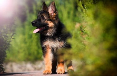 Çoban köpeği çimlerin üzerinde dikizliyor.