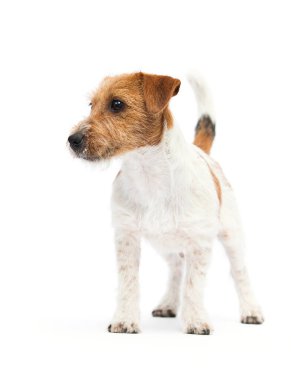 Jack Russell Terrier köpek yavrusu beyaz arka planda duruyor
