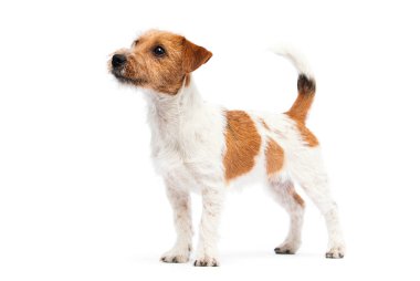 Köpek Jack Russell Terrier beyaz bir arka planda duruyor.