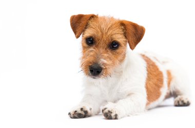 Köpek Jack Russell Terrier beyaz arka planda görünür ve yalan söyler.