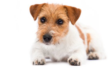 Köpek Jack Russell Terrier stüdyodaki kameraya bakıyor.