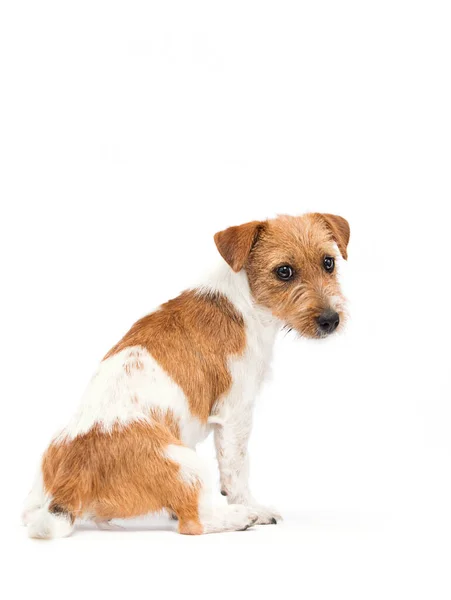 Dog Jack Russell Terrier Stúdióban — Stock Fotó