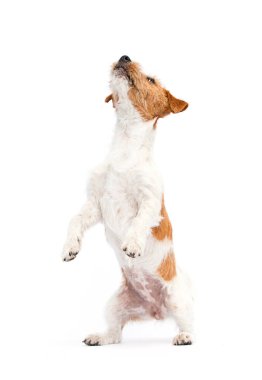 Beyaz arka planda büyüyen köpek Jack Russell Terrier yetiştiriyor.