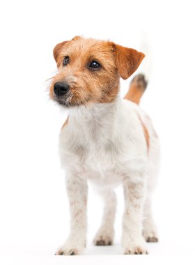 Köpek Jack Russell Terrier beyaz bir arka planda duruyor.
