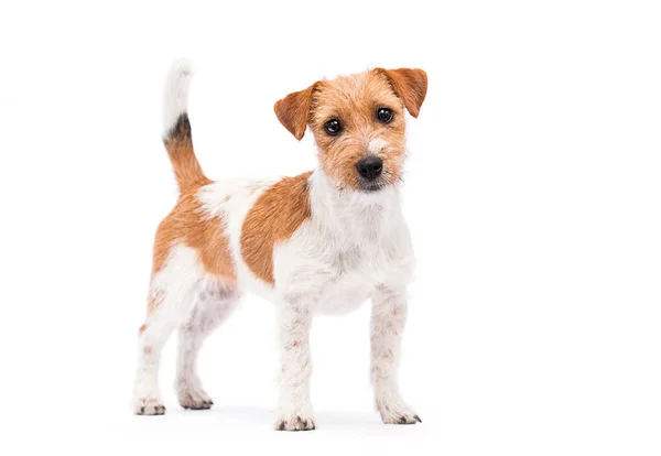 Chien Jack Russell Terrier Regardant Caméra Pleine Croissance Sur Fond — Photo