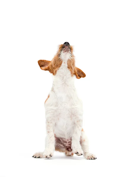 Pies Skacze Górę Pełnym Wzroście Białym Tle Rasy Jack Russell — Zdjęcie stockowe