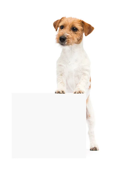 Dogs Jack Russell Terrier Peeking Out Banner — Stock Photo, Image