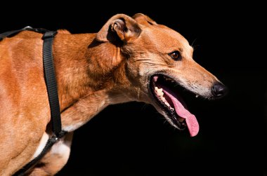 Siyah arka planda bir İngiliz tazı köpeği profili.