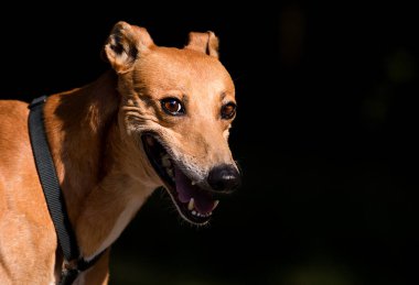 Kurnaz köpek gülümseyen bir tazı yavrusu.