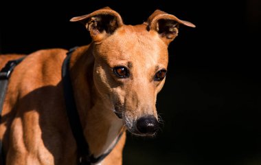 Kızıl saçlı köpek, tazı yavrusu gibi görünüyor.