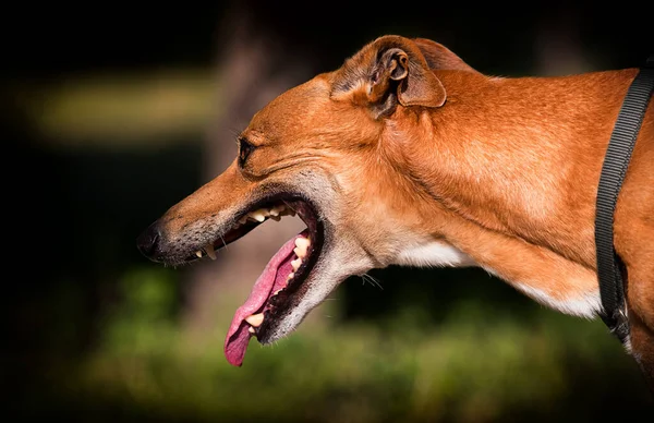 Προφίλ Σκύλος Φυλή Αγγλικά Λαγωνικό — Φωτογραφία Αρχείου