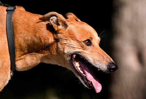 Muselière Profil Chien Race Lévrier Anglais — Photo