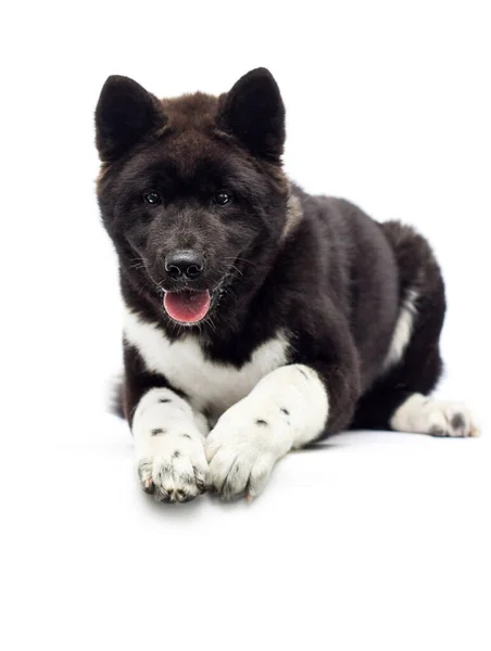 American Akita Cachorro Acostado Sobre Fondo Blanco —  Fotos de Stock