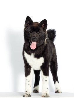 Köpek yavrusu beyaz arka planda duruyor, Amerikan Akita
