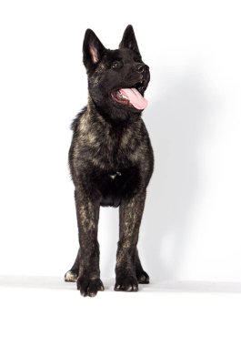 Beyaz bir arka plana bakan köpek yavrusu, Amerikan akitası