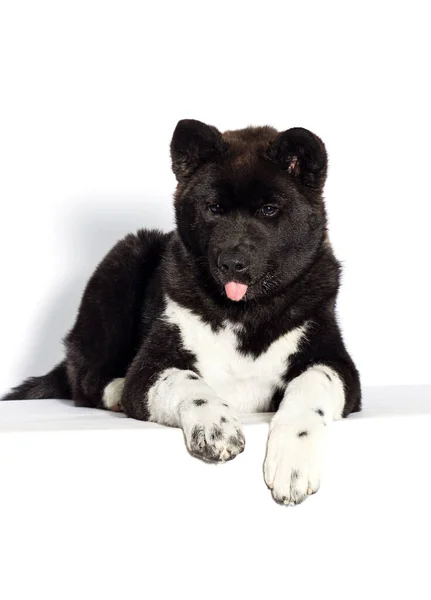 美国秋田犬 白色背景显示舌头 — 图库照片