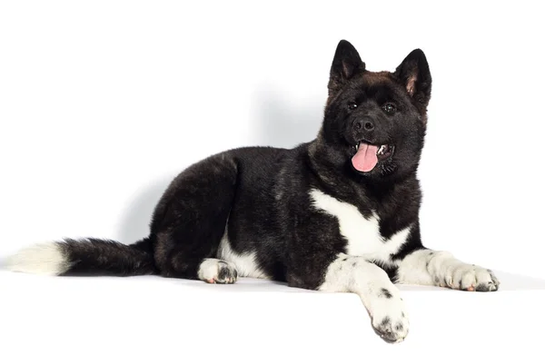 American Akita Cachorro Mirando Hacia Los Lados Sobre Fondo Blanco —  Fotos de Stock