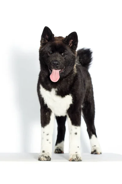 Cachorro Levanta Sobre Fondo Blanco American Akita — Foto de Stock