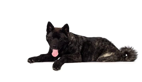 Pup Liggend Een Witte Achtergrond Amerikaanse Akita — Stockfoto