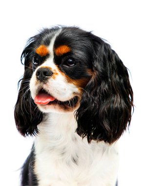 Spaniel beyaz bir arka planda yan bakıyor