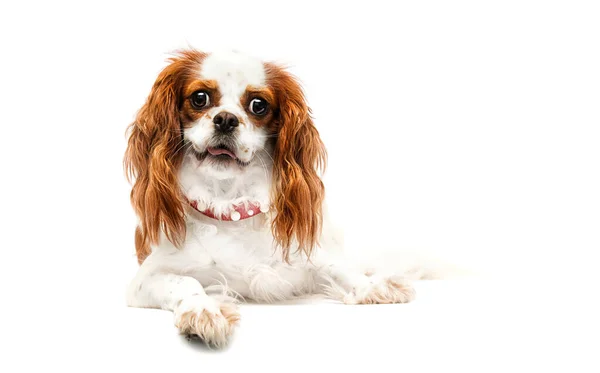 Perro Cavalier Rey Charles Spaniel Buscando Fondo Blanco — Foto de Stock