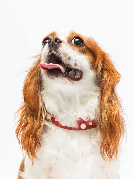 Dog Cavalier King Charles Spaniel Looks — Stock Photo, Image