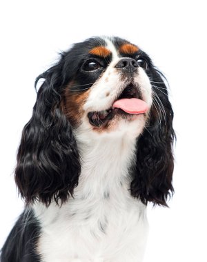 Beyaz arka planda bir köpek, Şövalye Kral Charles Spaniel