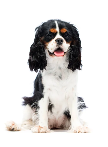 Hund Auf Weißem Hintergrund Cavalier King Charles Spaniel — Stockfoto