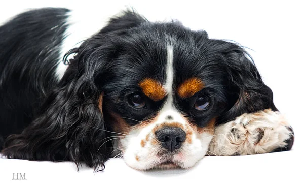 Pies Cavalier King Charles Spaniel Leży Studio — Zdjęcie stockowe